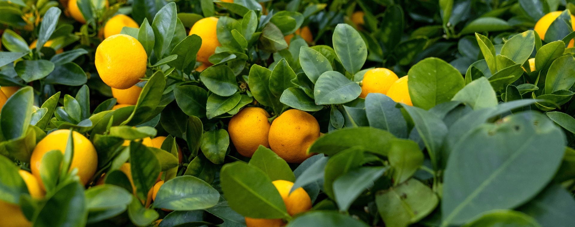 COMPO NAWÓZ ODŻYWKA CYTRUSÓW MANDARYNEK KUMKWATU POMARAŃCZY LIMONEK POMELO Forma płyn