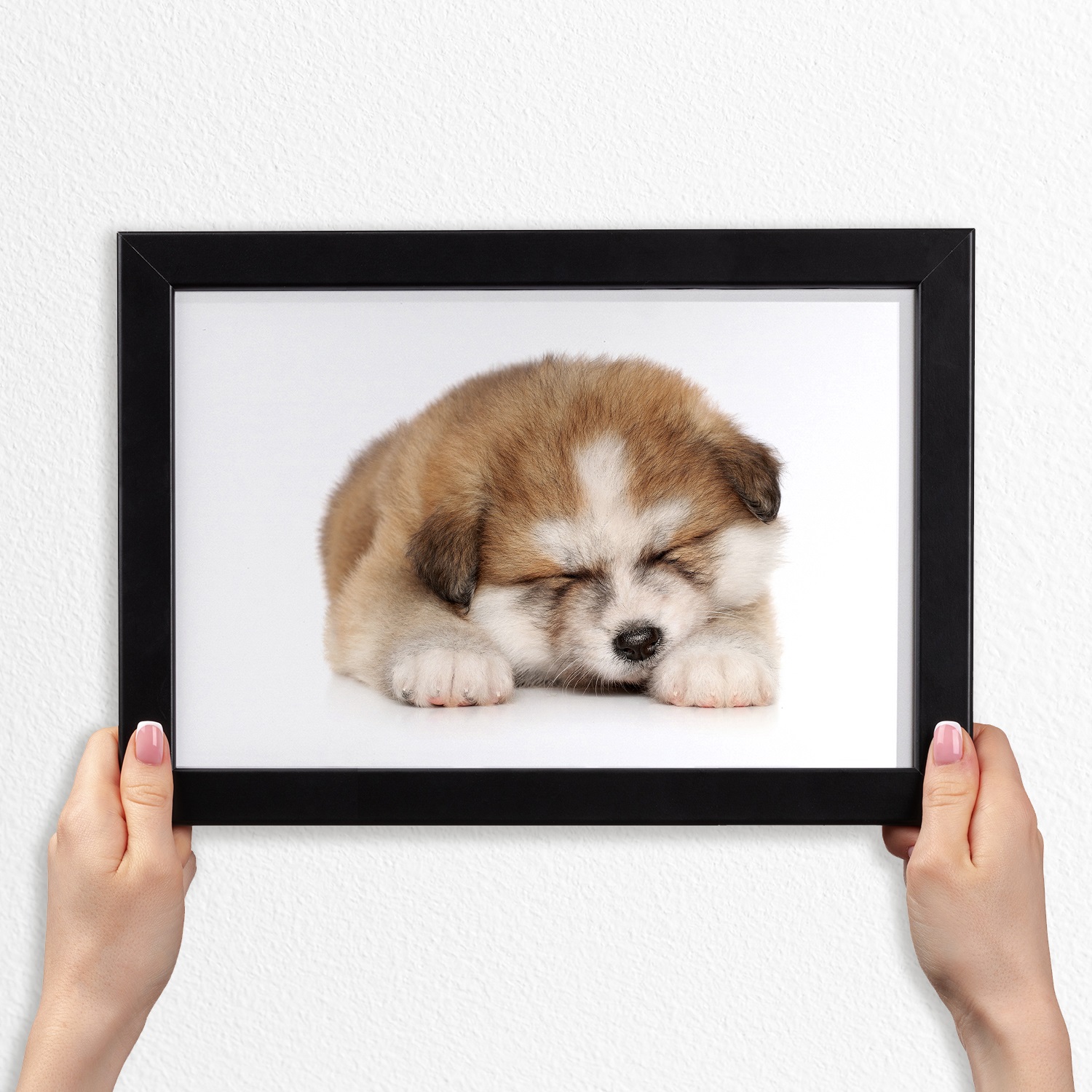 

Foto obraz ramka do pokoju Szczeniak Akita 30x20