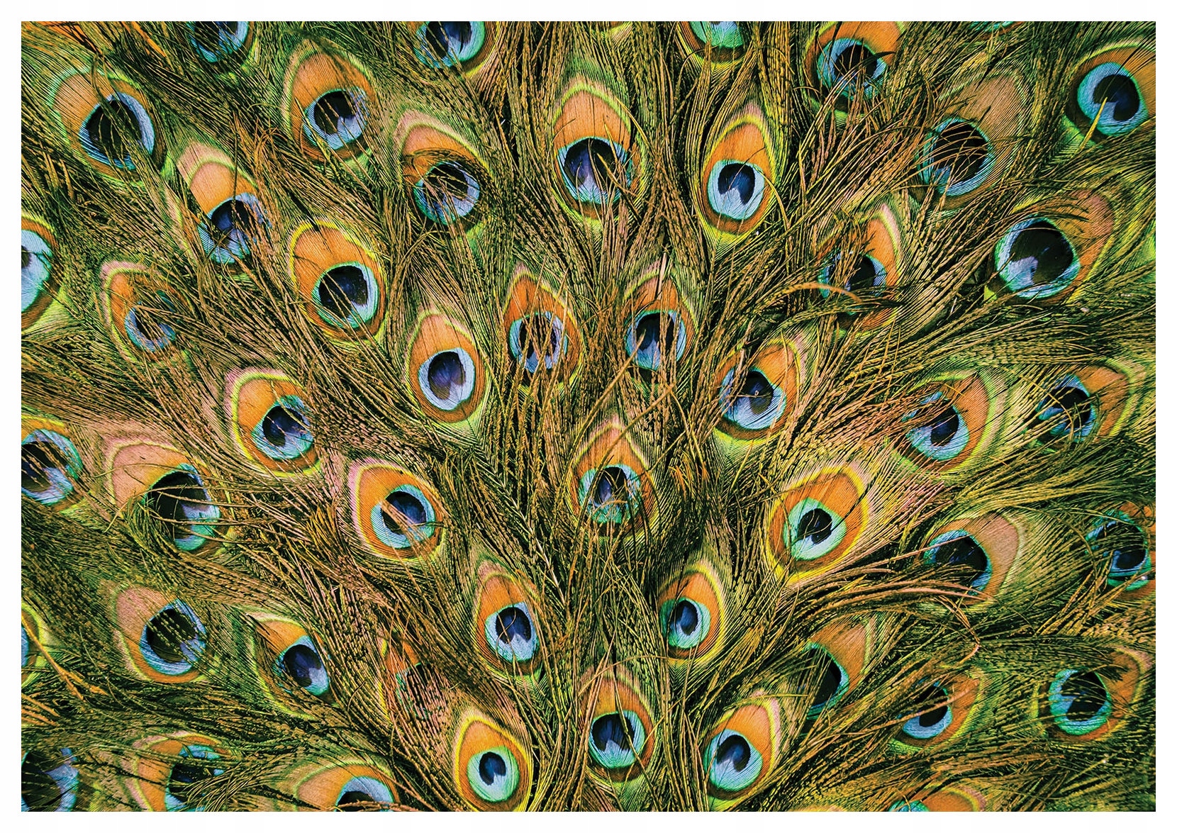 Fototapeta Paví peří Exotika a elegance Boho styl 400x280 lepidlo