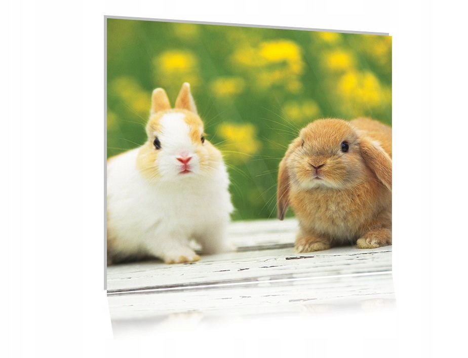 

Obraz szklany na szkle Królik 10 50x50