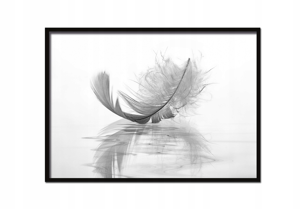 

Obraz Plakat W Ramie 53x73 cm Piórko P520 poziom