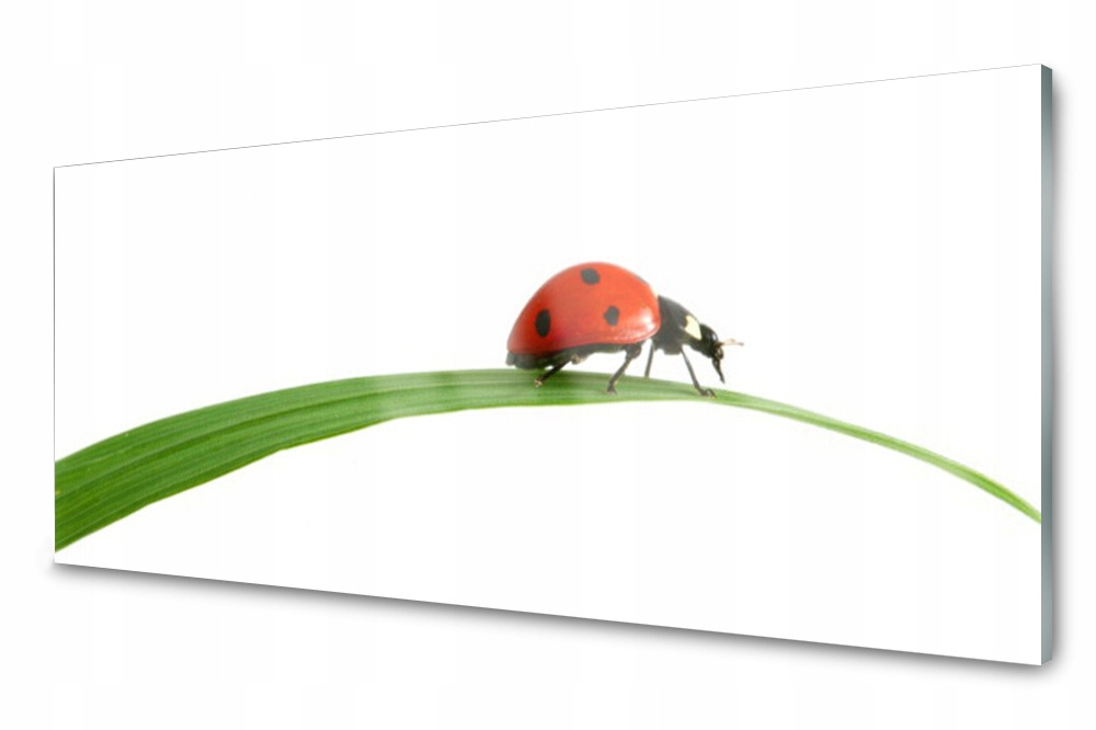 

Panel szklany do kuchni Biedronka 125x50