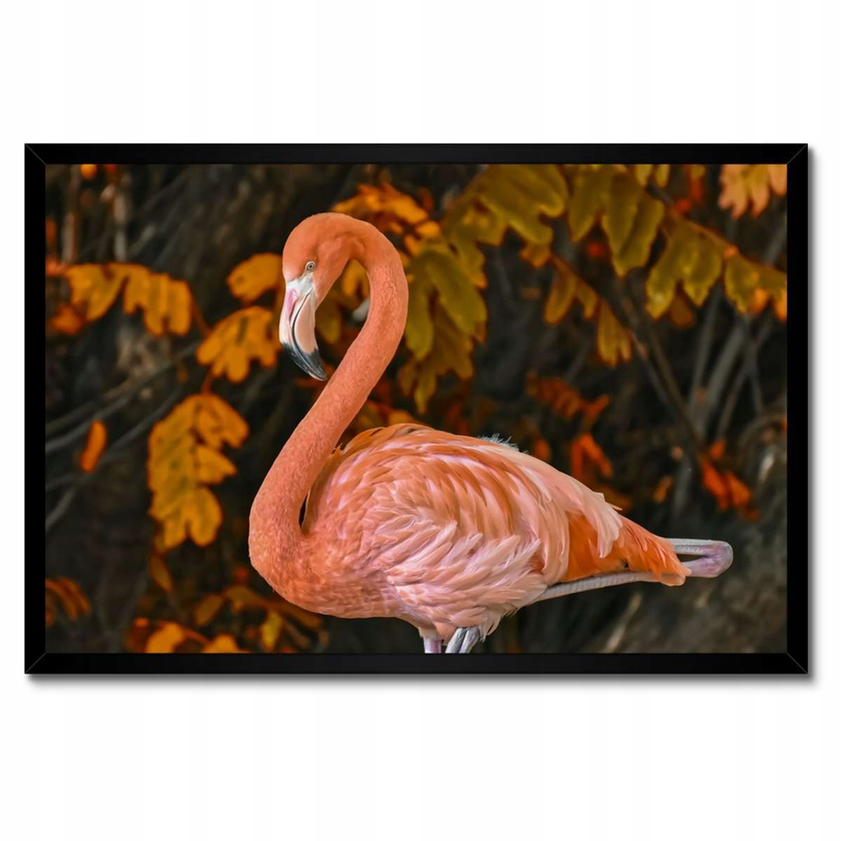 Plakáty v rámu 60x40 Pelikan v přírodě