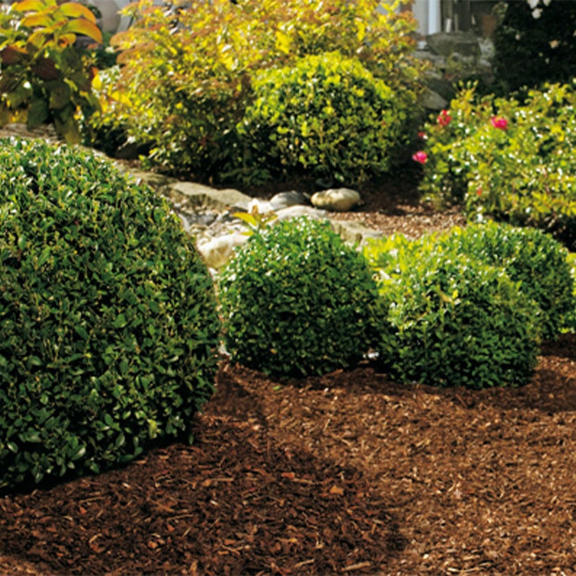 KORA SOSNOWA DEKORACYJNA OGRODOWA DO OGRODU 80l Rodzaj sosnowa