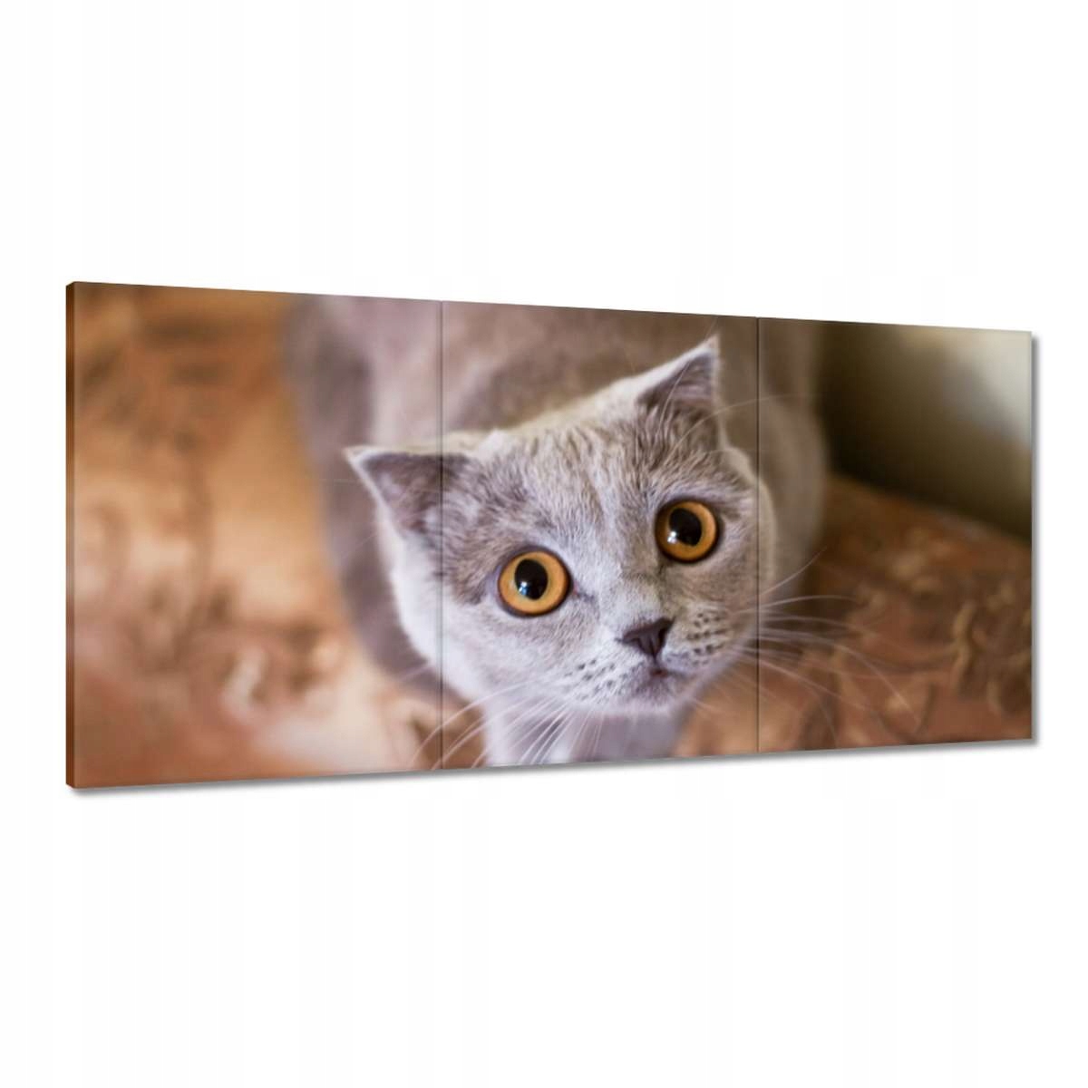 Obrazy 180x90 Mačka Mačičky Mačky Mačiatko