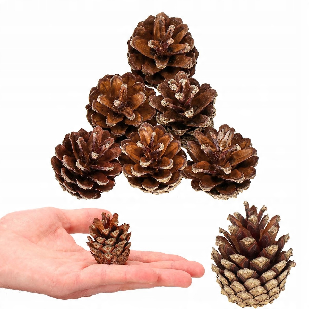 

Szyszki Sosnowe Naturalne Małe Susz 5-6cm Stroik