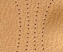 WKŁADKI NA PŁASKOSTOPIE PODŁUŻNE POPRZECZNE r. 40 Kod producenta 2000000058030