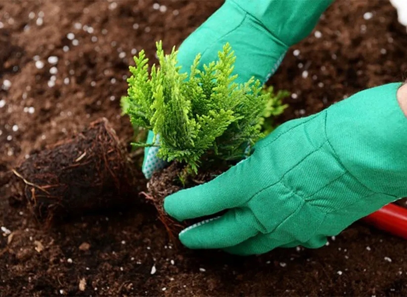 ZIEMIA PODŁOŻE DO IGLAKÓW ROŚLIN KWAŚNOLUBNYCH 65L Kod producenta Skamvit