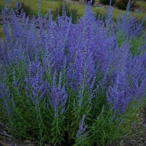 Перовския, перовския красивая рассада Р9