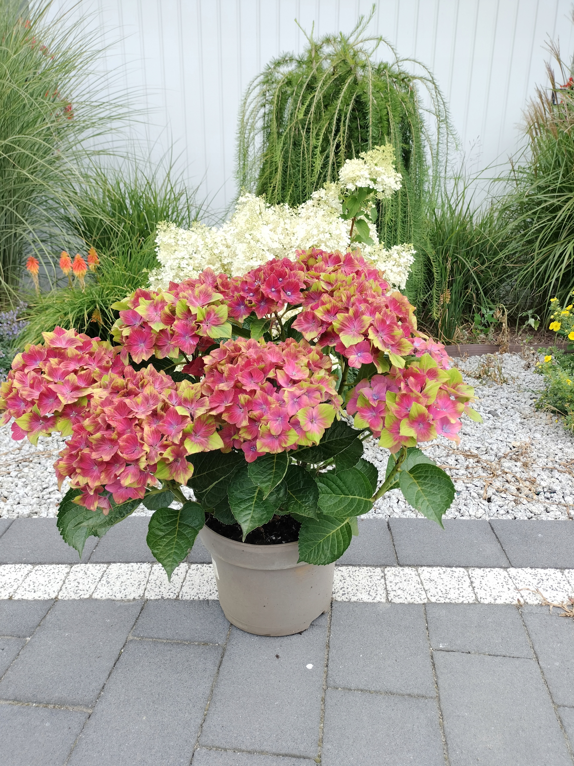 HORTENSJA SCHLOSS WACKERBAR XXL DUŻA SADZONK 5L Nazwa łacińska hydrangea macrophylla