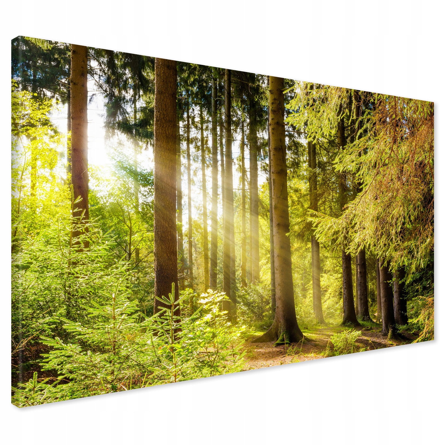 

Obraz na płótnie las drzewa 120x80