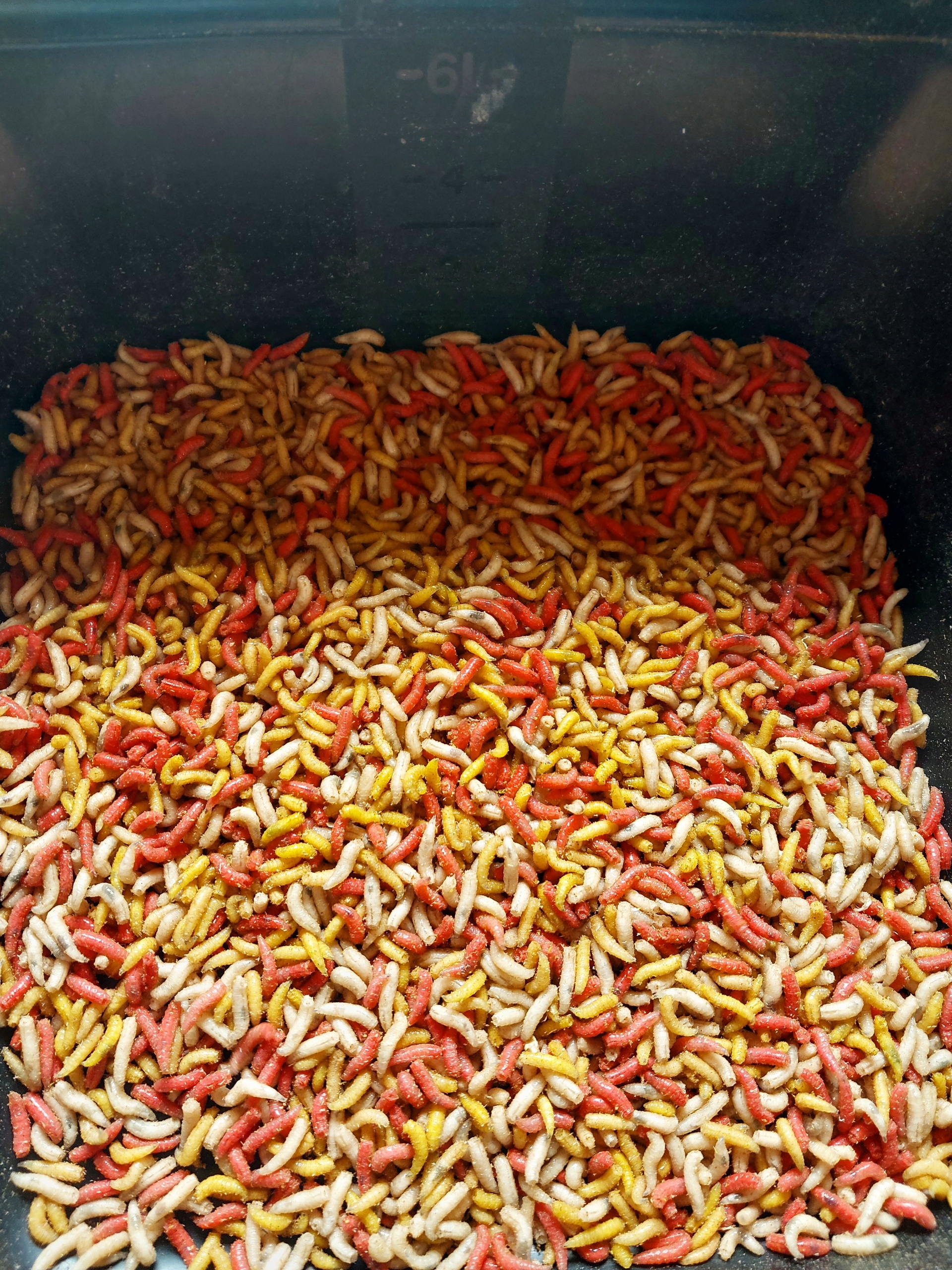 Robak kolor mix 1 litr