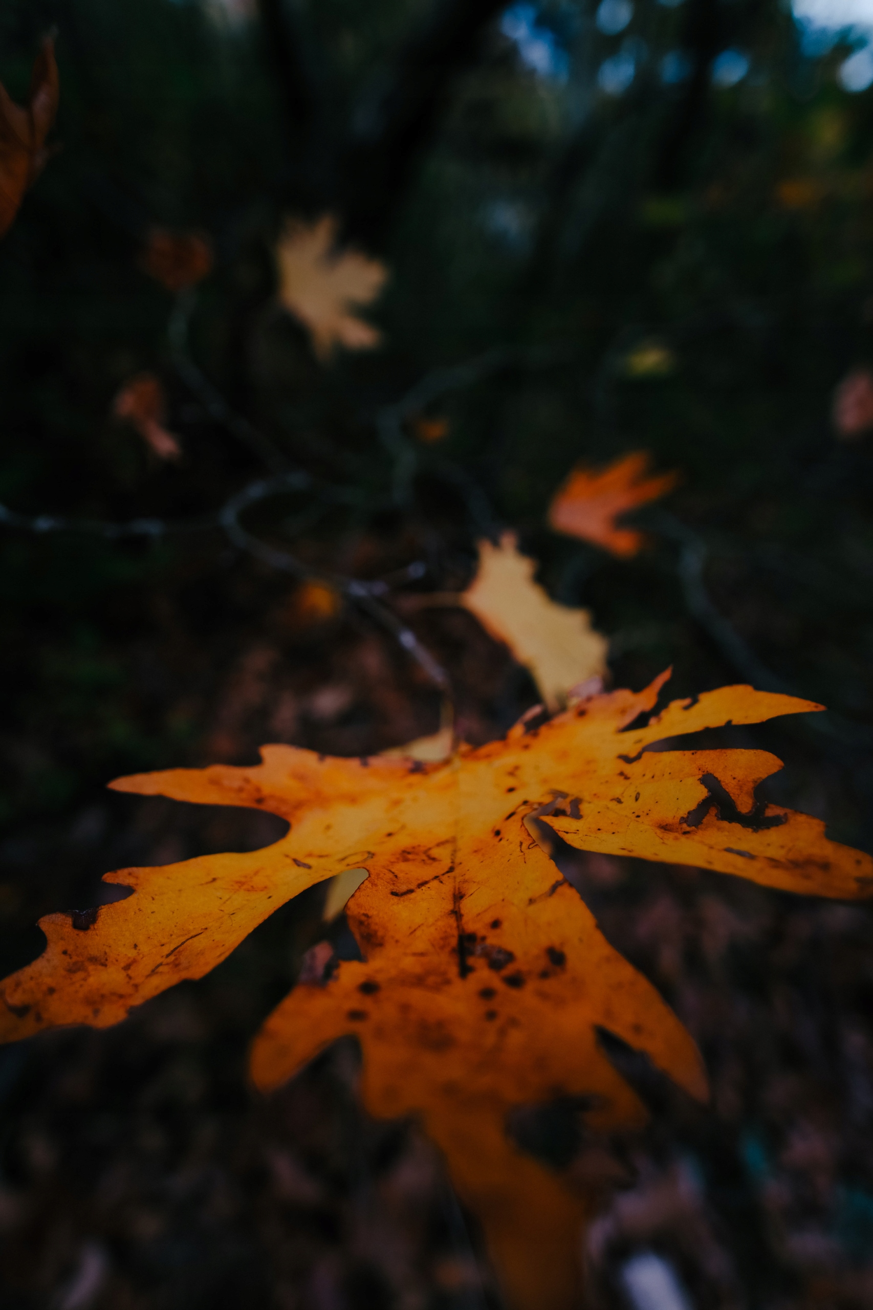 Samyang 12mm F2.0 AF Fujifilm X Mocowanie Fujifilm X