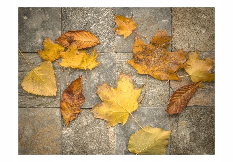 

Fototapeta - Zwiastun jesieni - 300X231