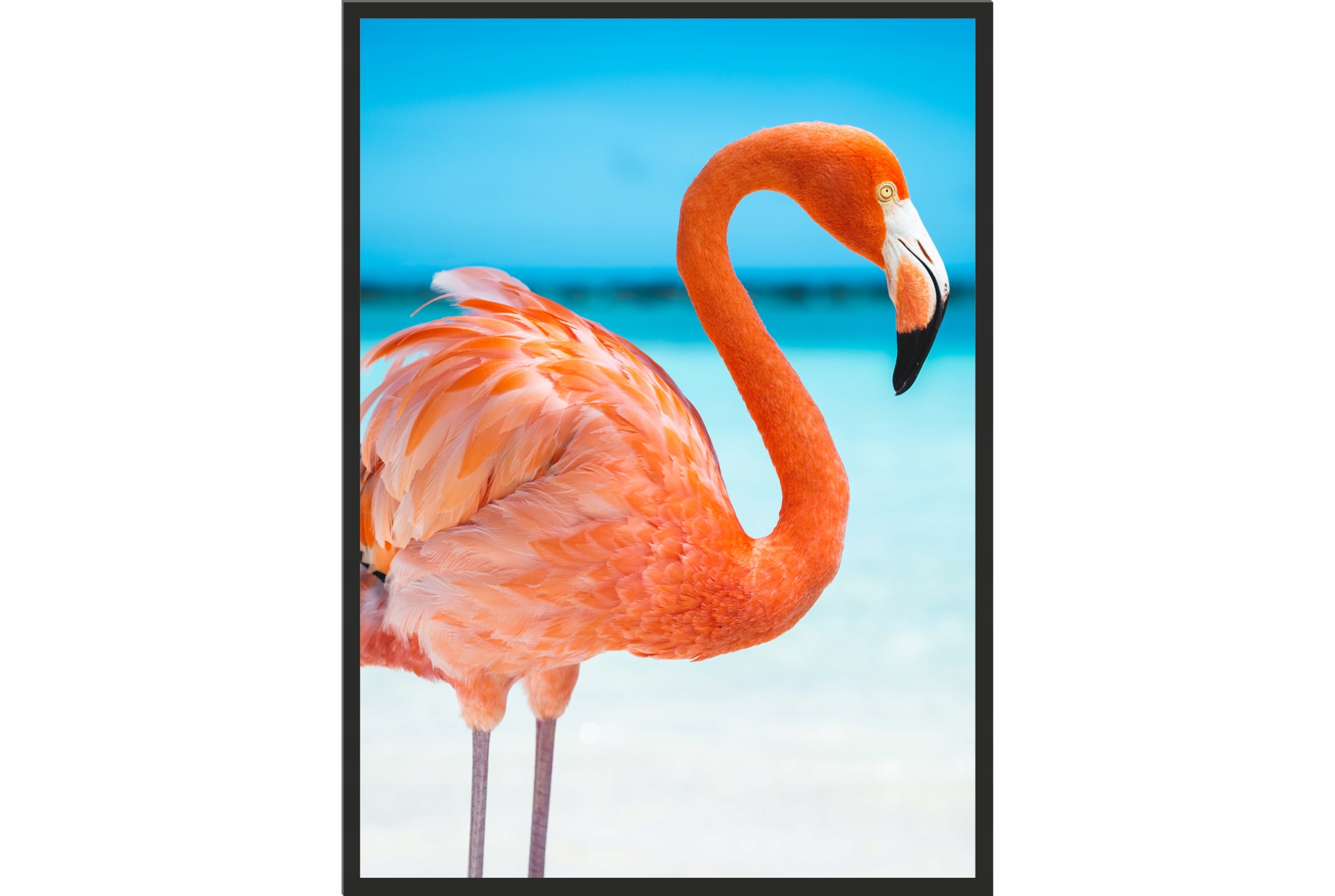 

Obraz plakat 40x30 poster flaming do jadalni