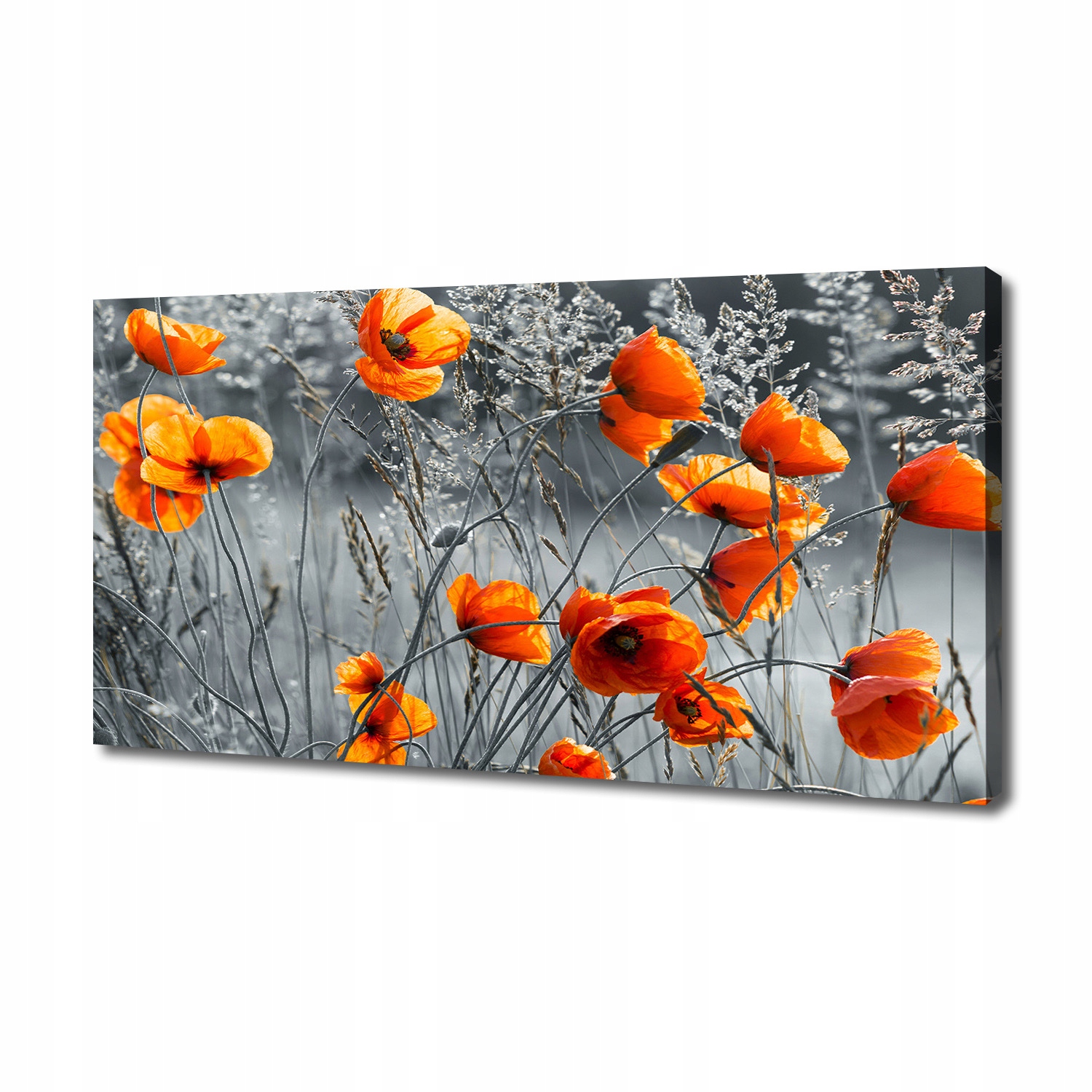

Foto obraz canvas na ścianę Polne maki 140x70 cm