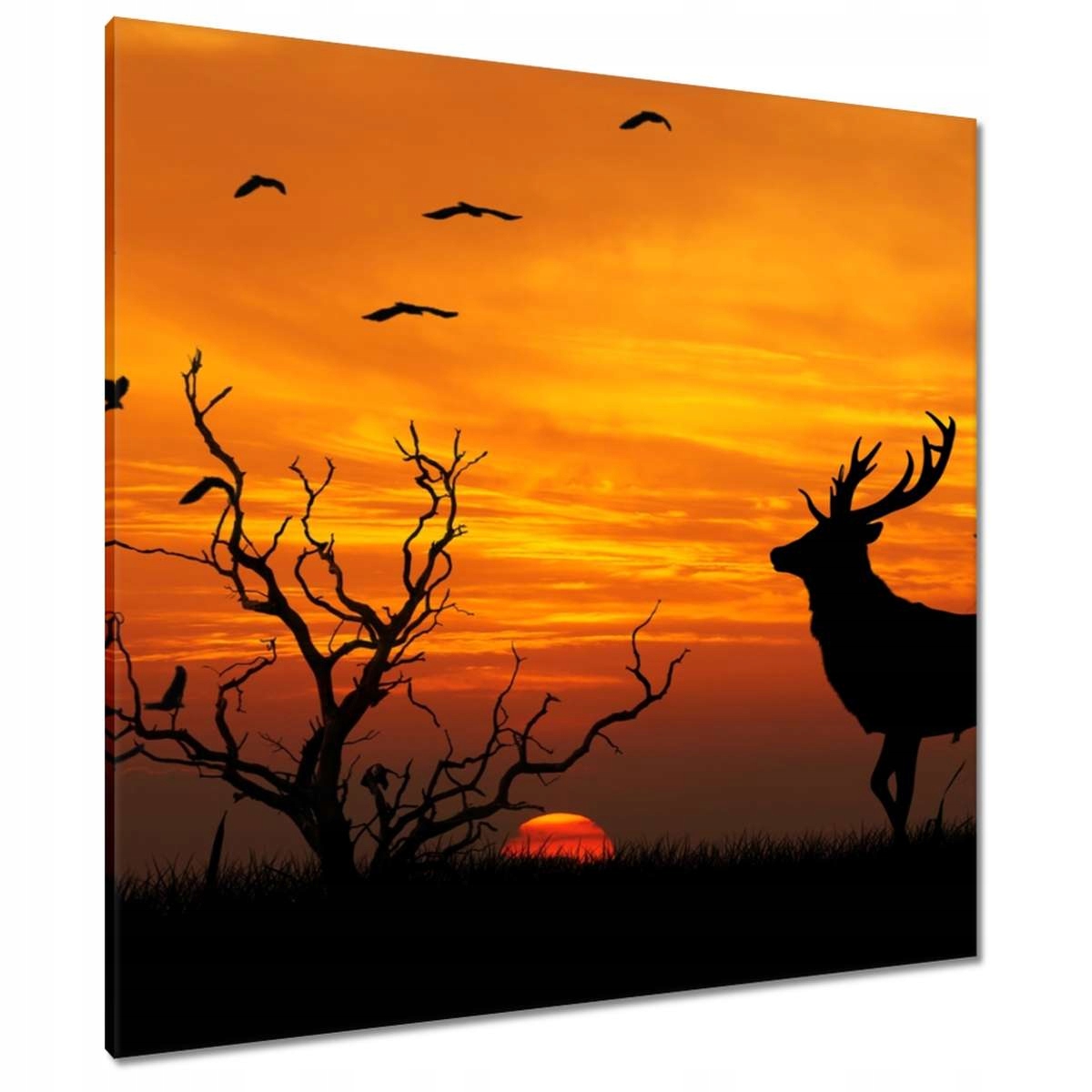 Obrazy 90x90 Jelen a západ slunce