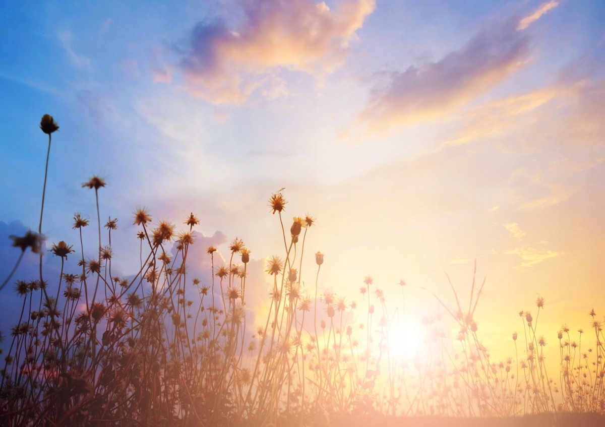 

Fototapeta Flizelinowa Kwiaty łąkowe 312x219