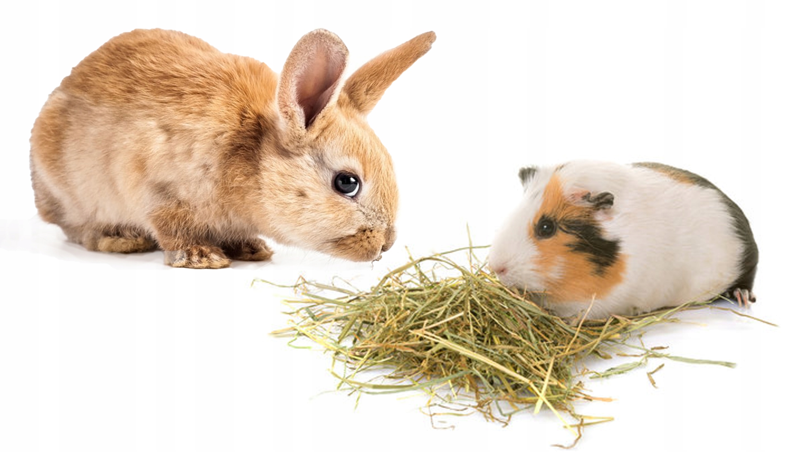 SIANO POKARM KARMA ZIOŁA TRAWA DLA KRÓLIKA ŚWINKI MORSKIEJ 30L EAN (GTIN) 5905602161621