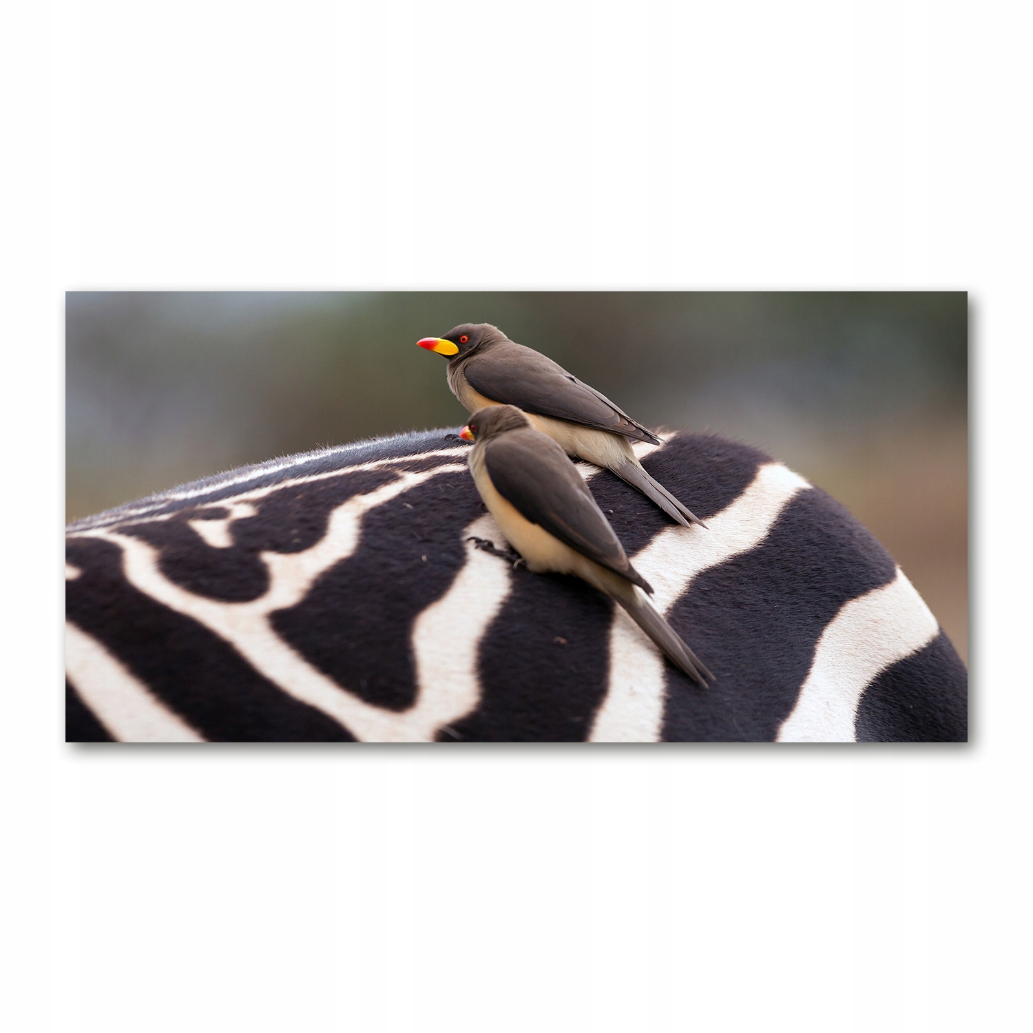 

Foto obraz akryl zdjęcie Ptaki i zebra 120X60 cm