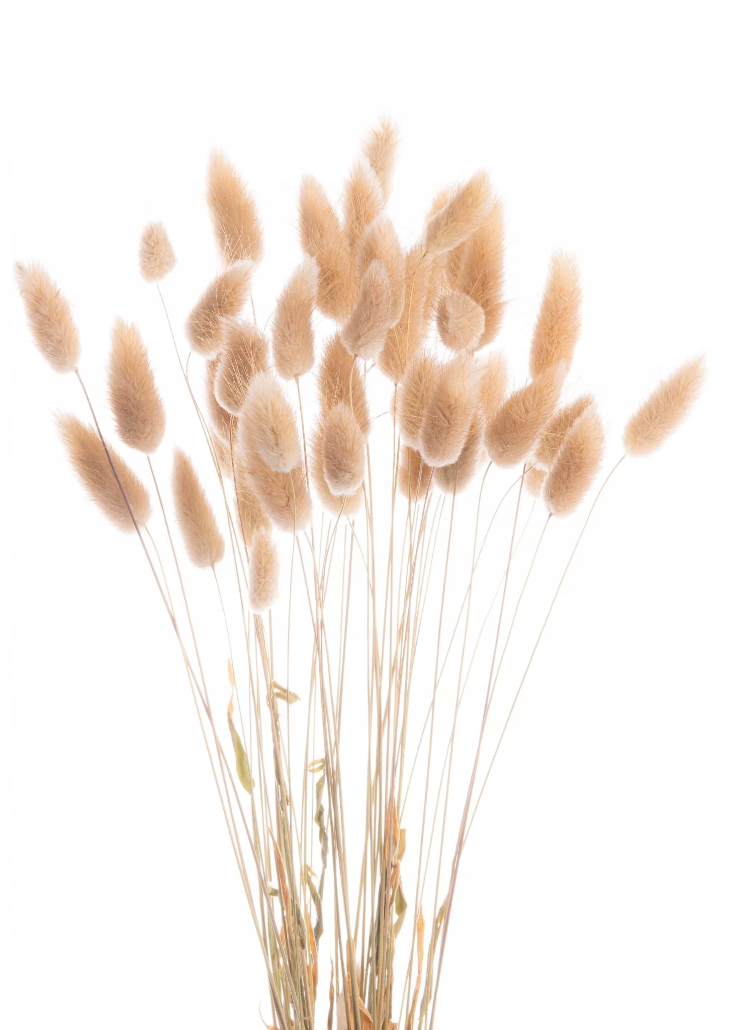 

Suszone kwiaty tort Suszki Lagurus naturalny x 40