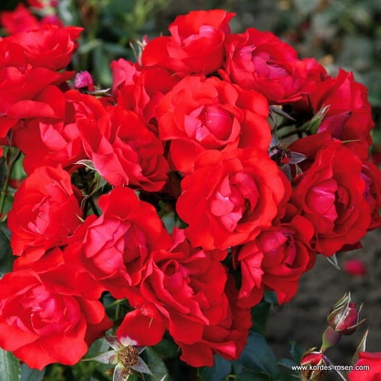Róża rabatowa BLACK FOREST ROSE - Doniczka 2L