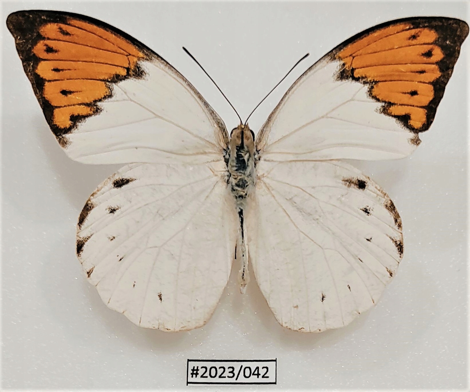 Motyl Hebomoia glaucippe celebensis .