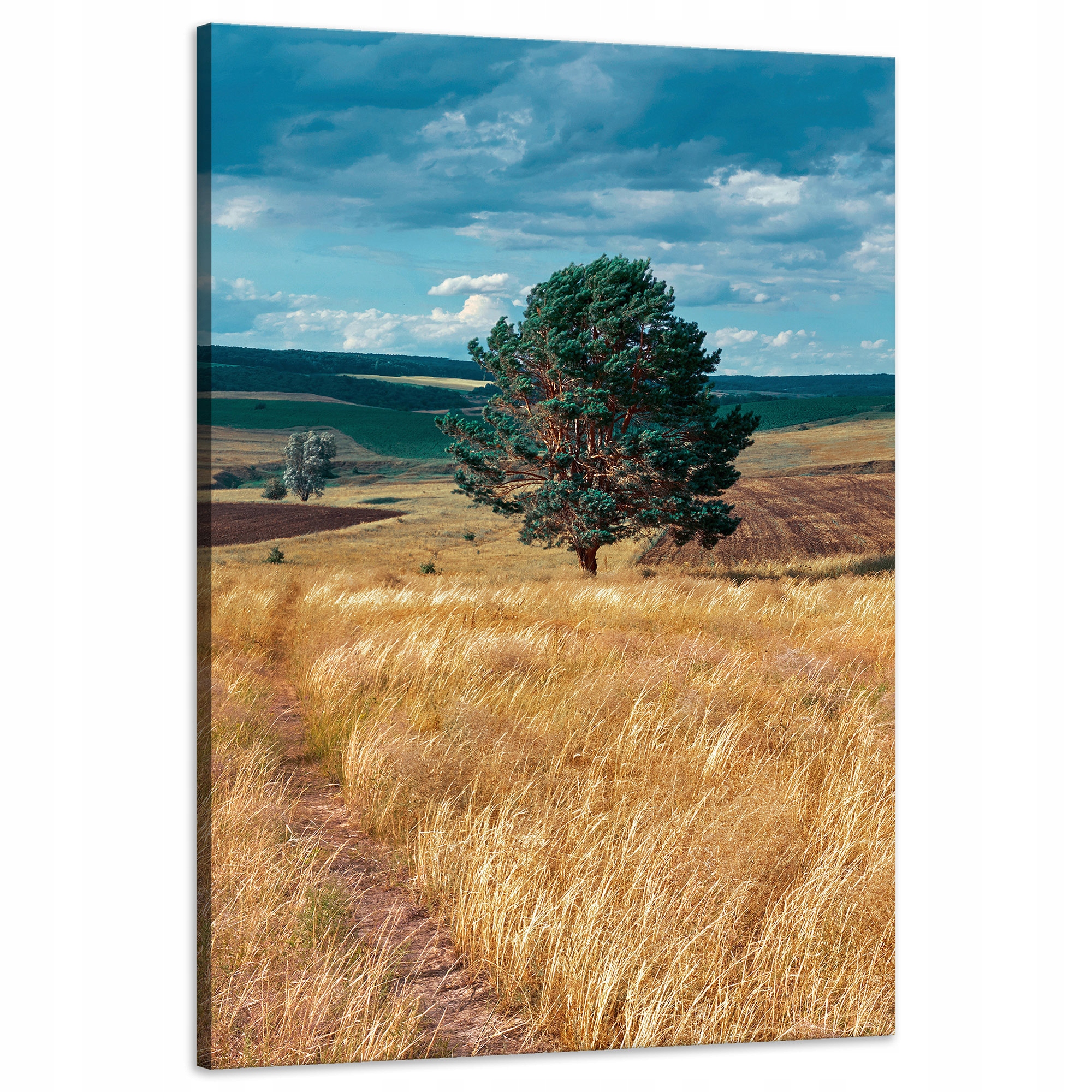 Obraz na plátně Pole Obilí Příroda Mraky Krajina 60x90 cm