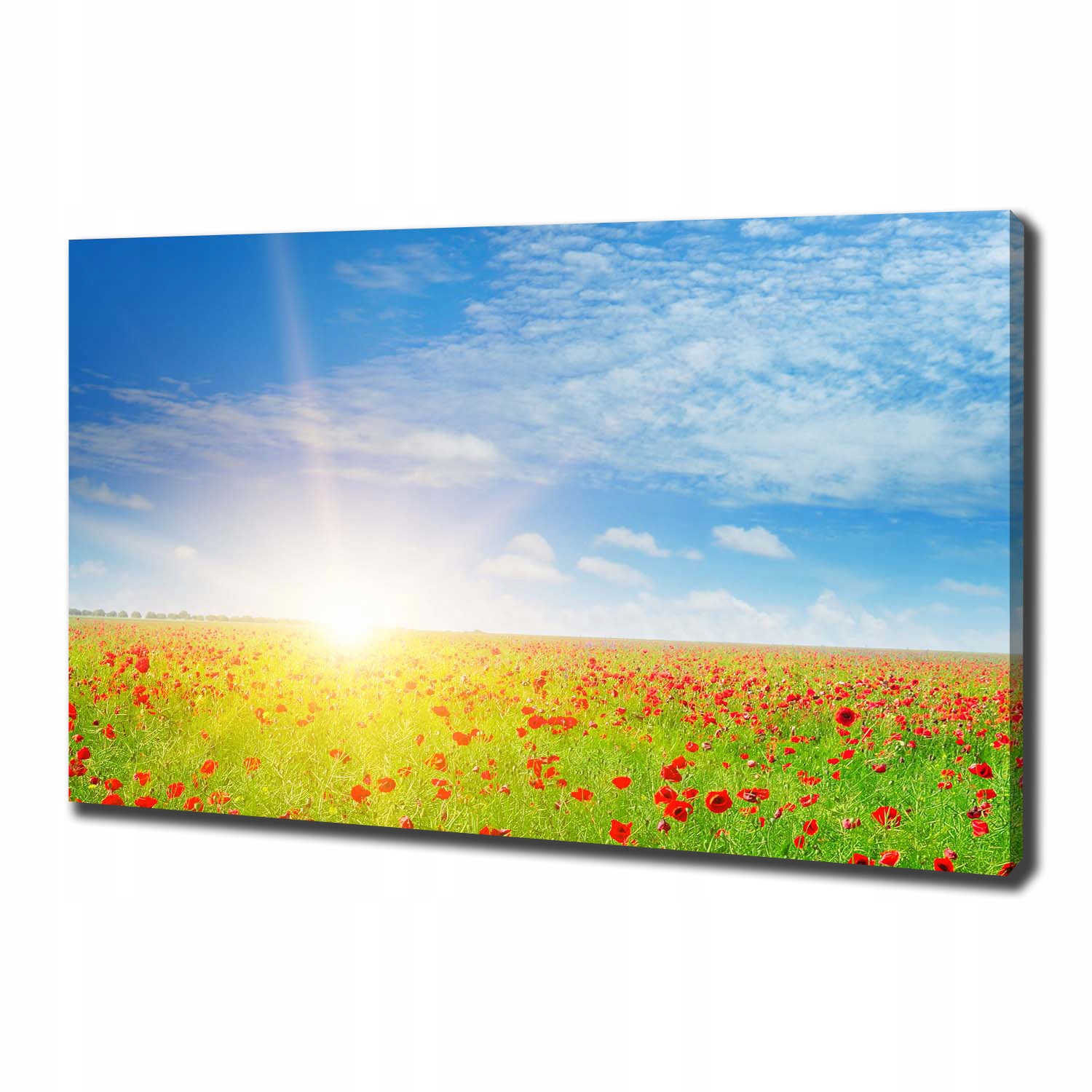 

Foto obraz canvas na ścianę Pole maków 100x70 cm