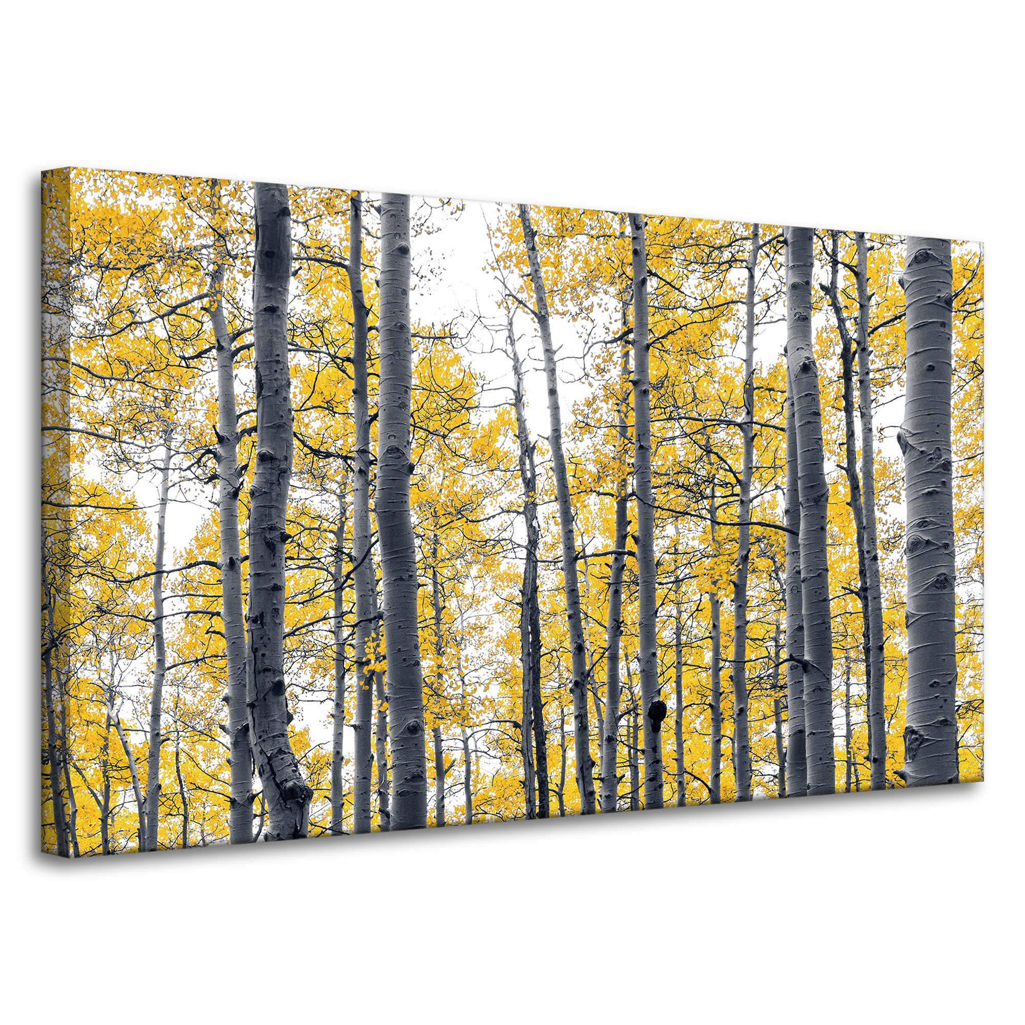 Obraz na plátně Břízy Žluté listy Příroda Jaro 100x60 cm