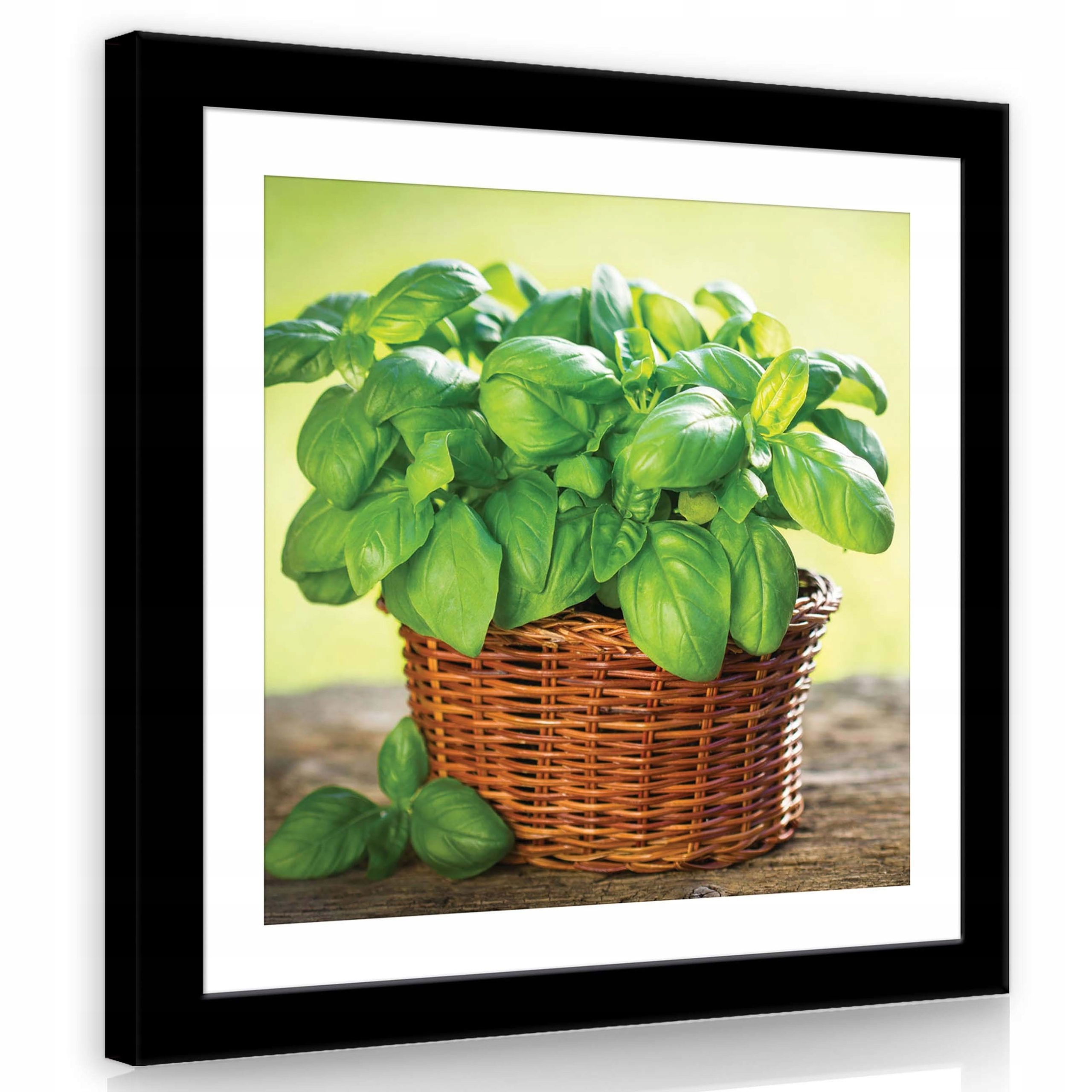 Obraz 80x80 Bazalka košík zeleň svěžest zátiší příroda bylinky kuchyně léto