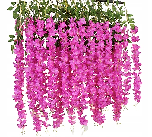 

XXL 12x wisteria glicynia girlanda pnącze