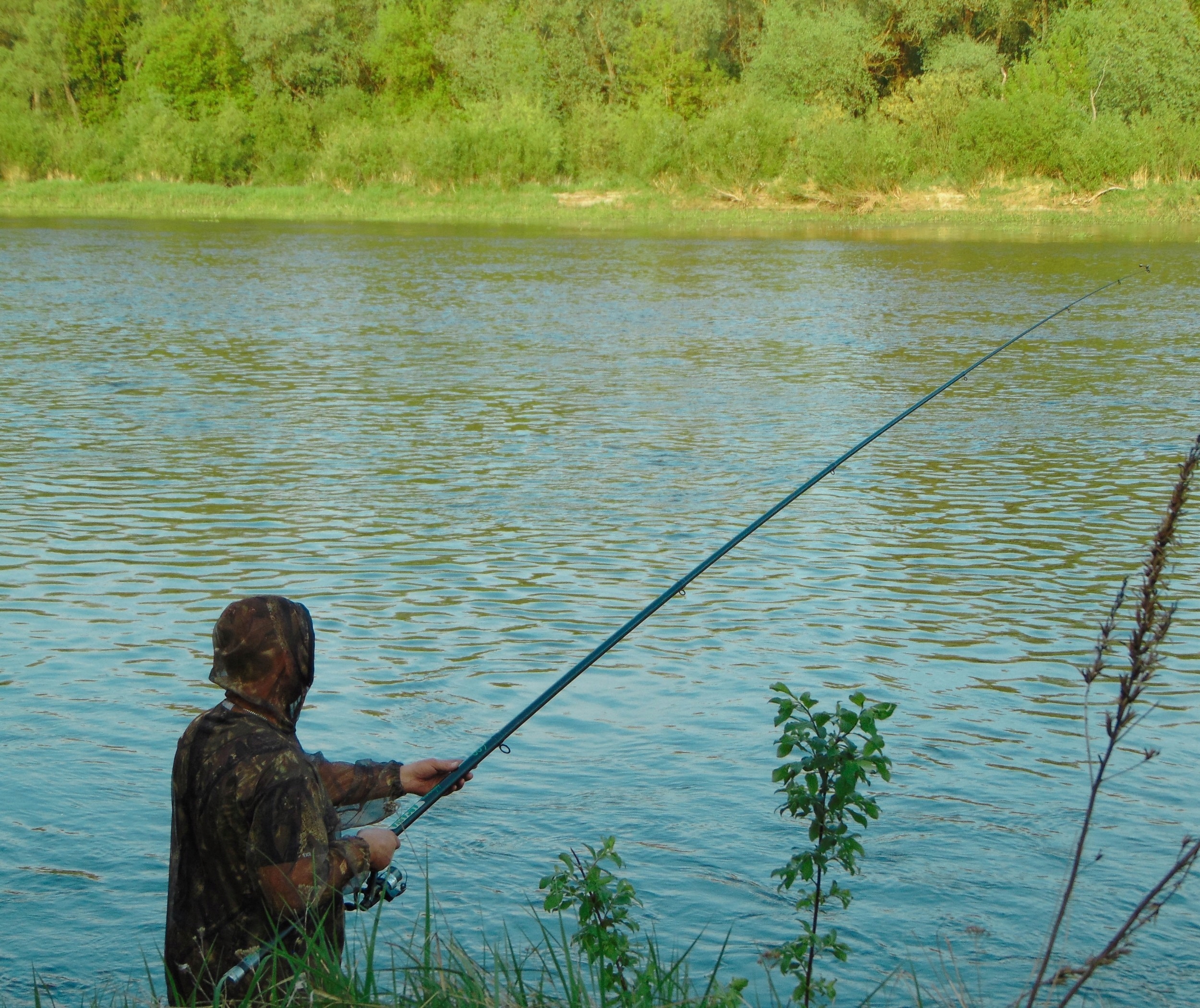 MOSKITIERA DWUCZĘŚCIOWA MFH leśny Ral Tree XL/XXL Model Moskitiera Ochronna REAL TREE