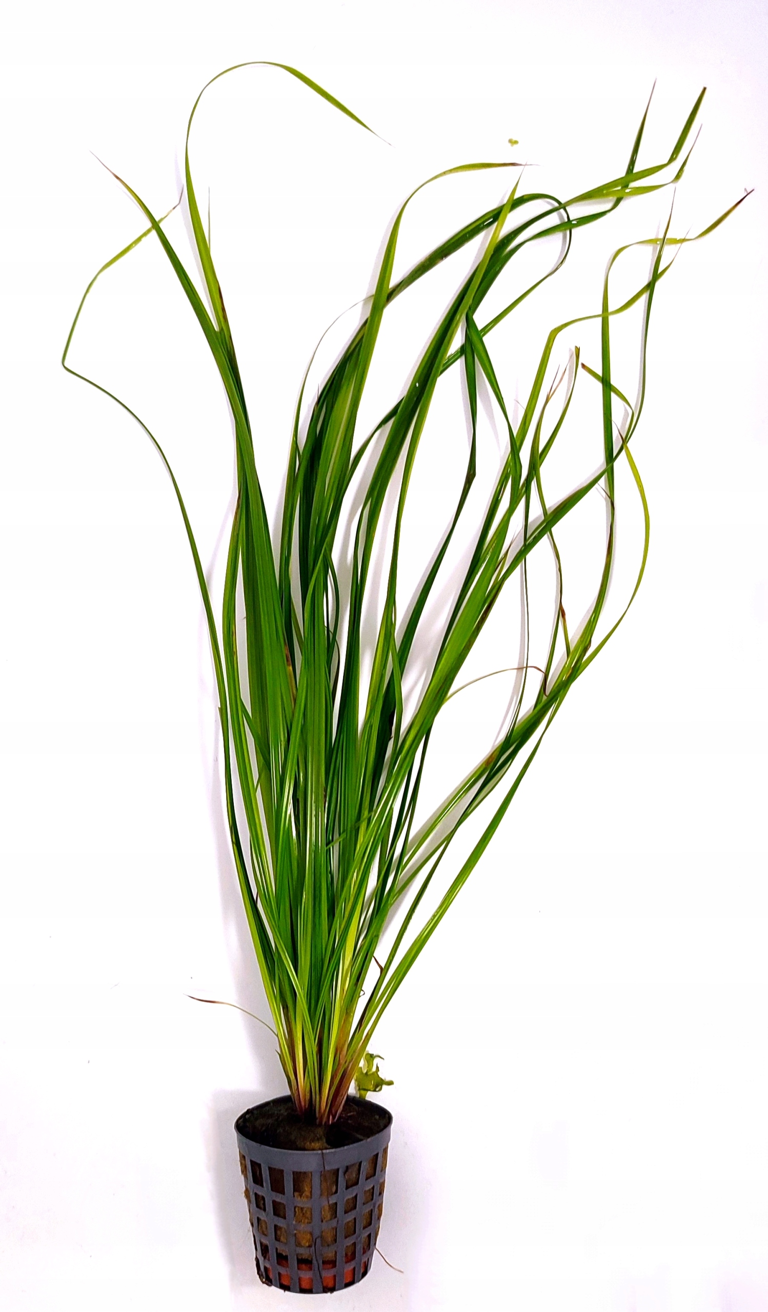 Cyperus Helferi koszyk Rośliny Dekoracja Akwarium Wysoka Trawa
