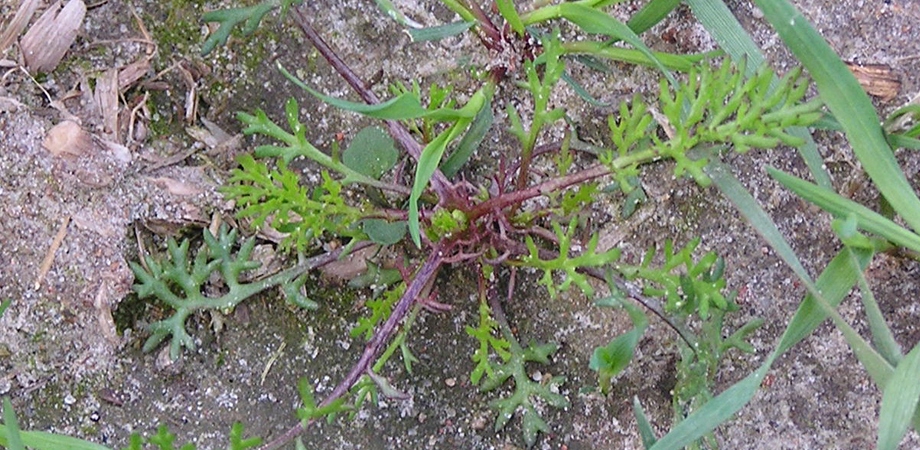 ROUNDUP RANDAP BAYER 1L + AGROSAR 1L CIECH NA CHWASTY na bazie glifosatu Forma płyn