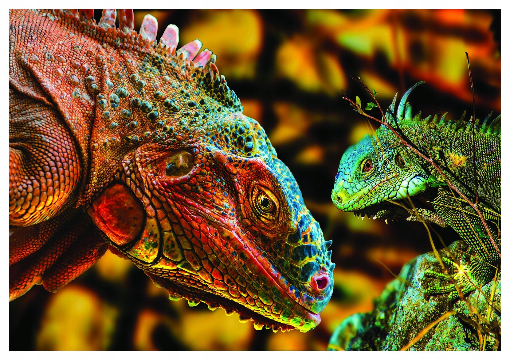 Fototapeta Iguany exotika vinylová príroda 460x300 lepidlo