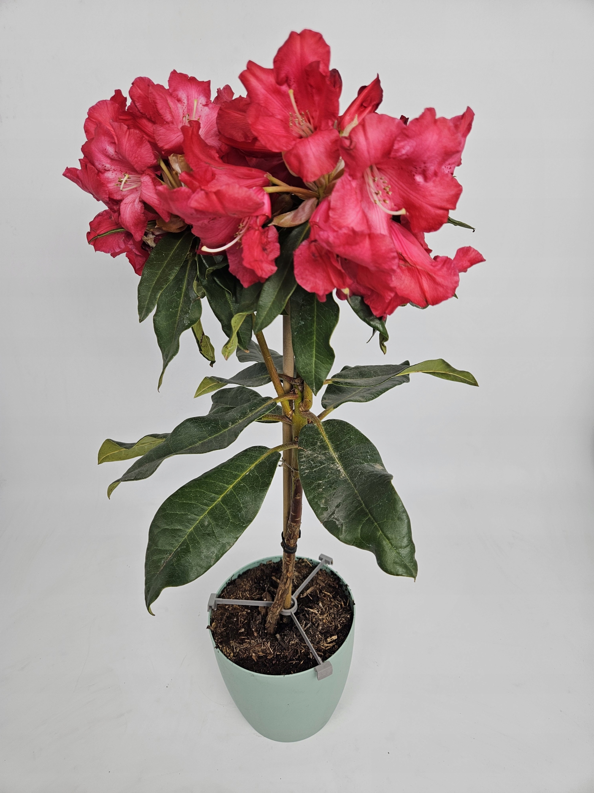 Różanecznik Halfdan Lem Rhododendron 70cm Szczepiony Na Pniu Różowy
