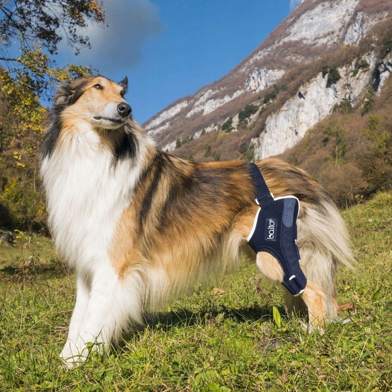 Levně Levá zesílená ortéza kolenního kloubu psa Balto [velikost S]