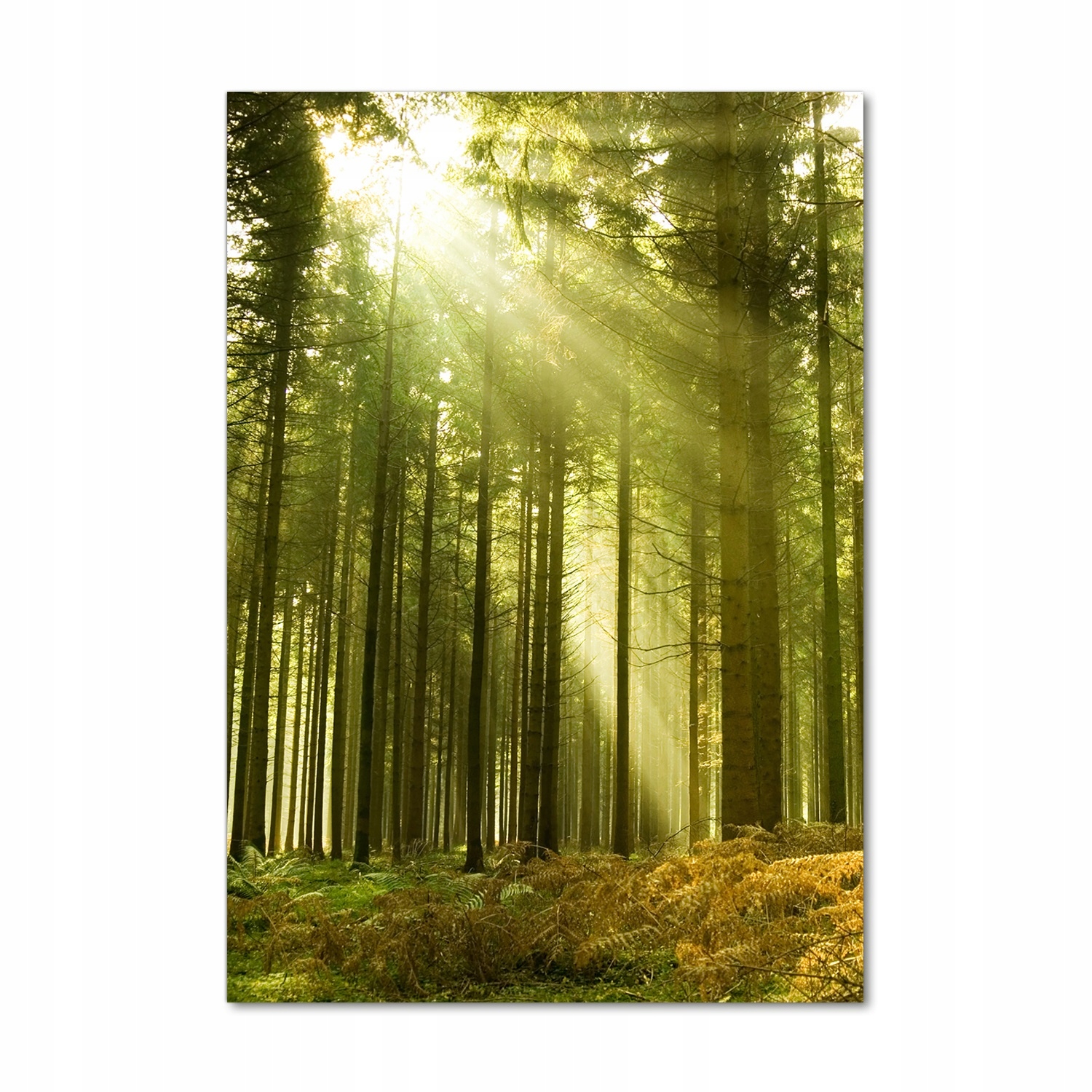 

Foto obraz zdjęcie na szkle Słońce w lesie 70x100