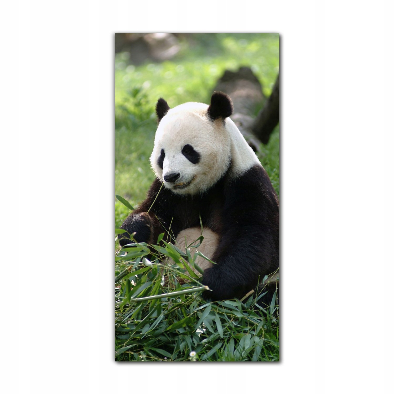 

Foto-obraz na szkle do kuchni 60x120 Panda Chiny