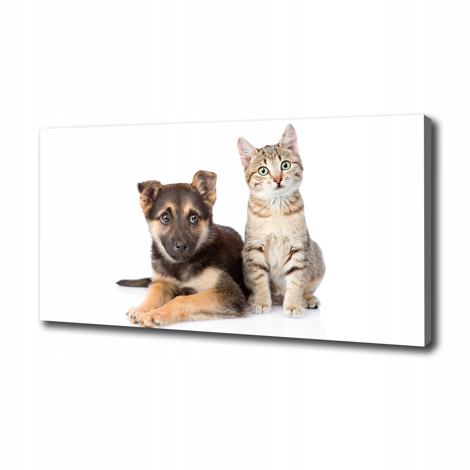 

Foto obraz canvas na ścianę Pies i kot 100x50 cm