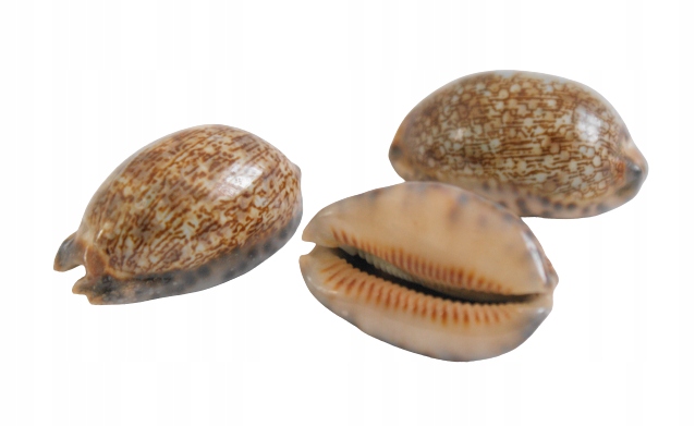 

Porcelanka arabska muszla, dekoracja, akwarystyka