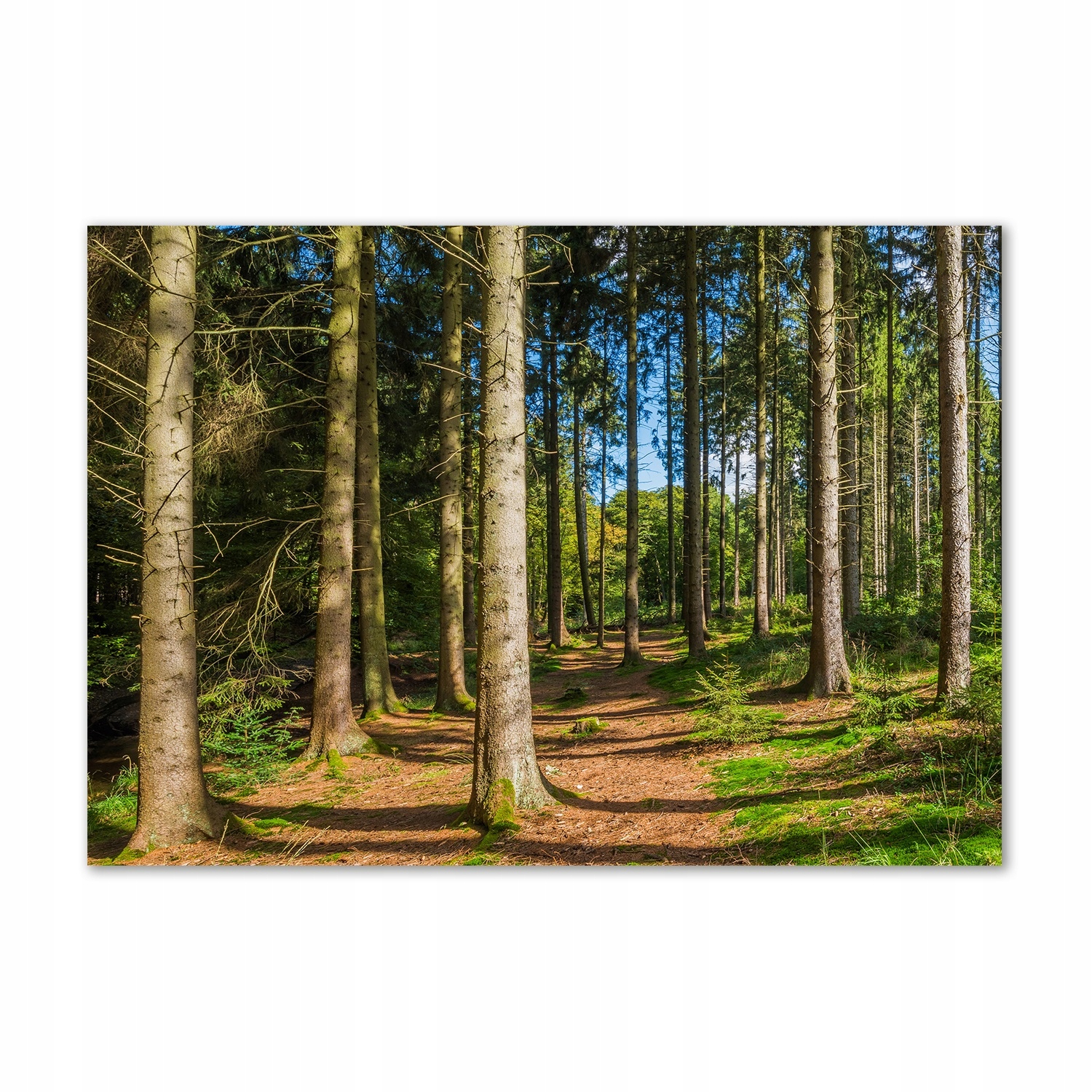 

Foto obraz szkło akrylowy Panorama lasu 100x70 cm