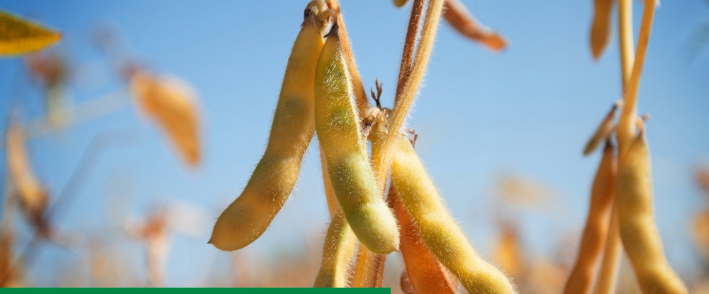 Mocznik Pulrea polski 25 kg azot Rodzaj nawozu mocznik