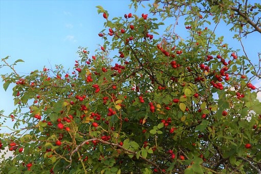 Freon Roza Keře Divoké růže Výška 2-4cm 10 kusů Modelovací strom