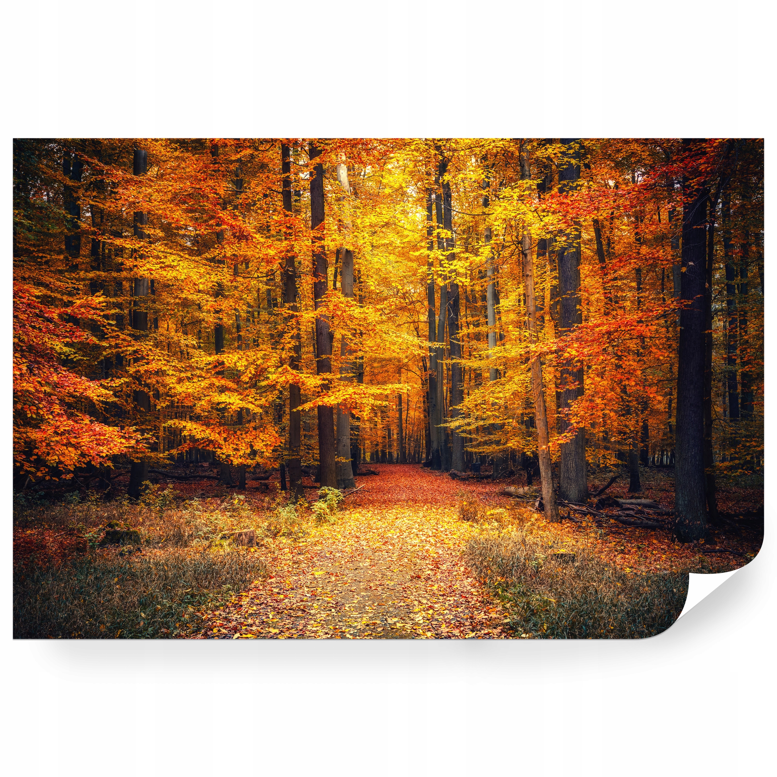Fototapeta samolepicí Malebný Zlatý Les Na Podzim 416 x 290 cm