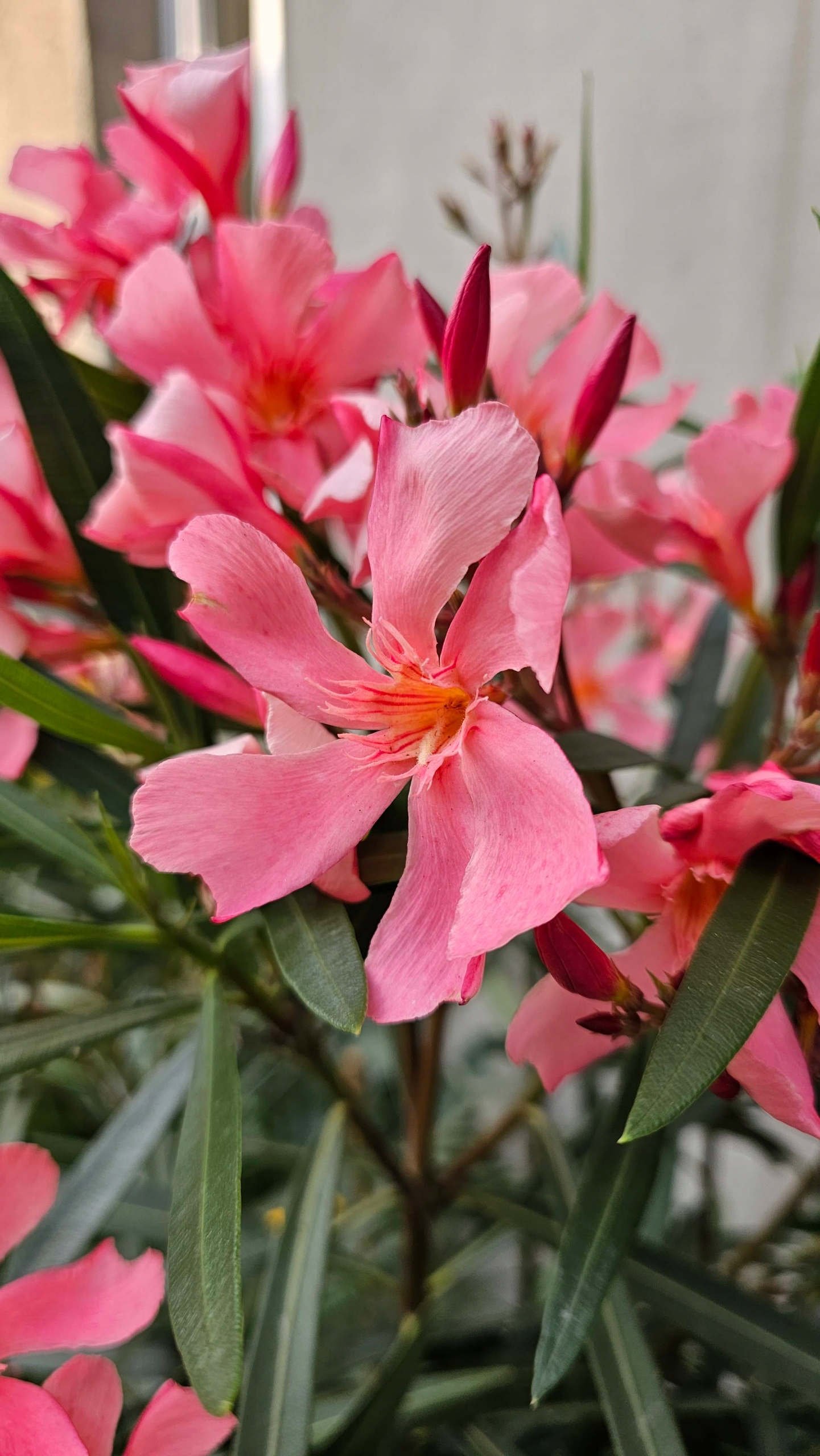 Oleander różowy sadzonka w pojemniku 0,5-1l 20-35 cm • Opinie - Allegro
