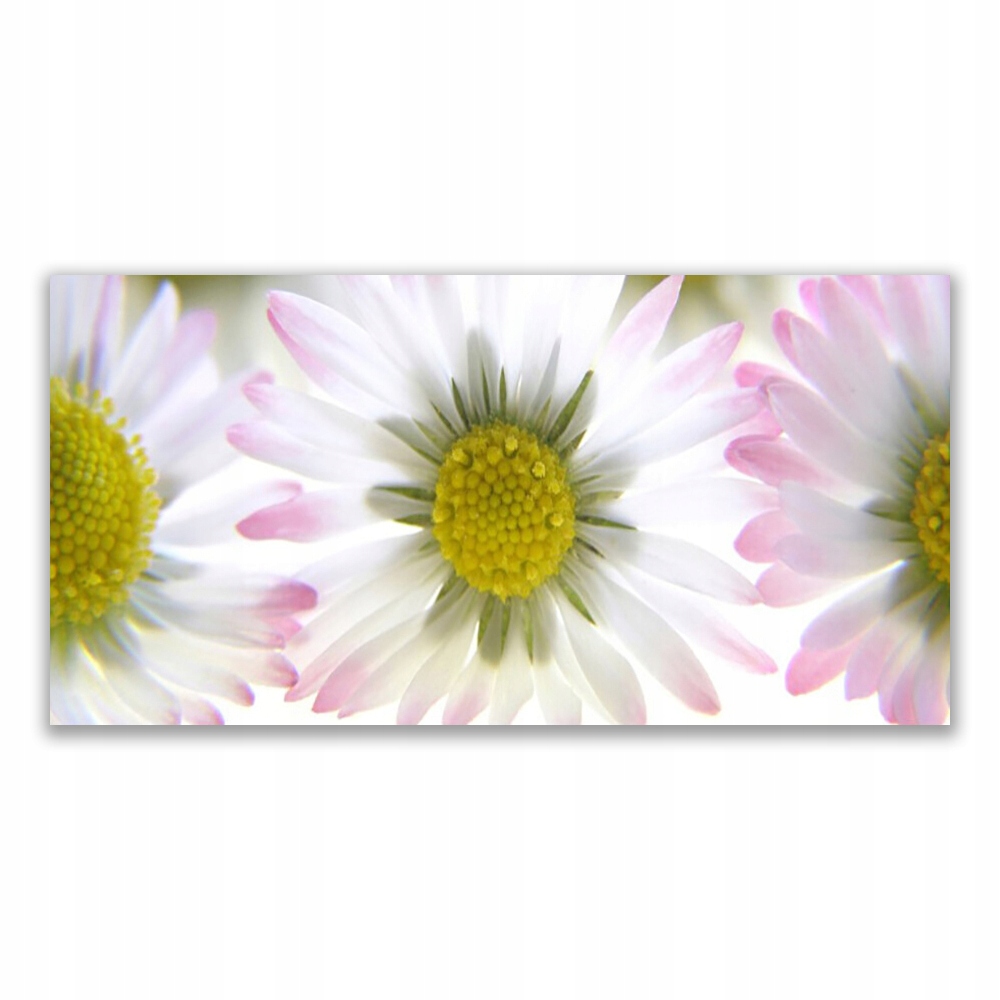 

Fotoobraz akryl 140x70 cm Stokrotka Roślina Natura
