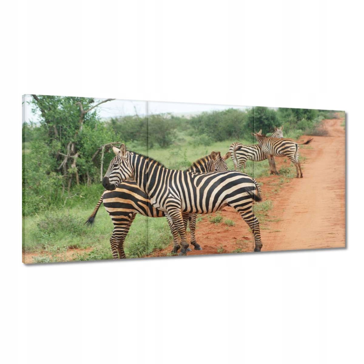 Obrazy 180x90 Zebra na savane