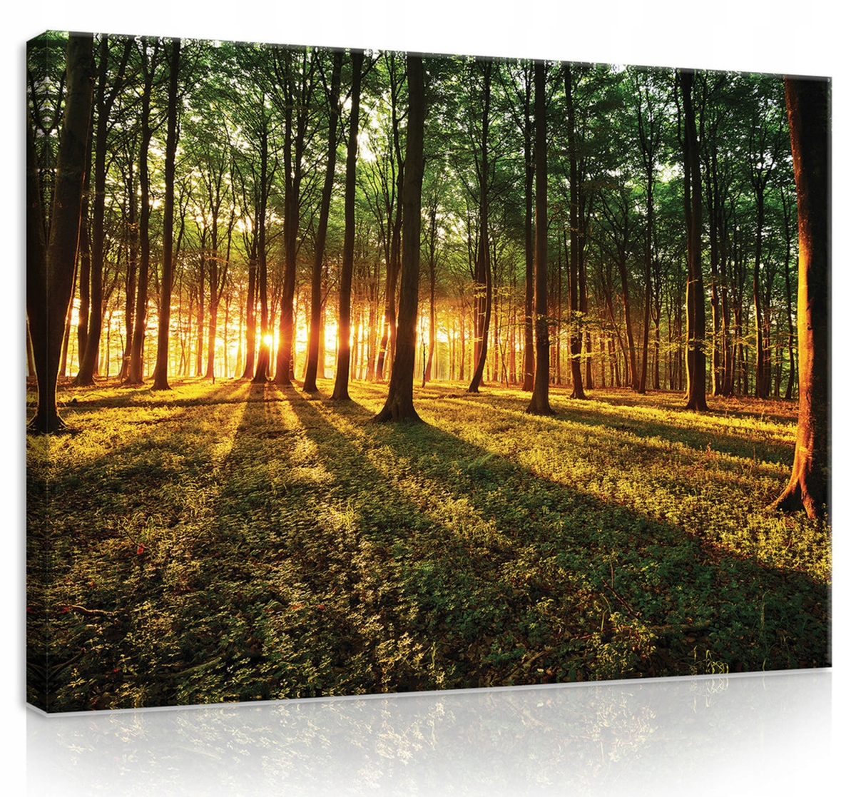Obraz Na Plátně Canvas 100x75 Les Stromy Slunce